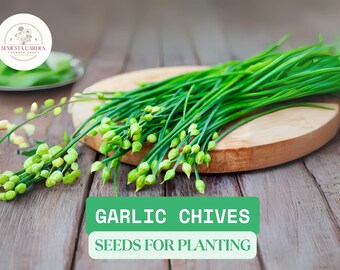 300mg Garlic Chives Seeds for Planting | Heirloom Non-GMO | Mild Garlic Flavor | Culinary Herb for Garden or Pots