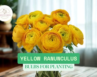 Yellow Ranunculus Bulbs for Planting – Bright Buttercup Flowers – Easy to Grow – Spring Blooms – Garden or Container