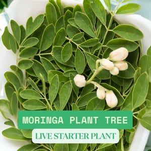 Moringa Plant Tree Small Live Starter (6-8 inch) | Drumstick Tree | Moringa oleifera | Miracle Tree for Garden or Patio | Fast Growing