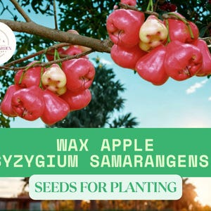 Puede incluir: Imagen de manzanas de cera, Syzygium samarangense, colgando de una rama de &aacute;rbol. Las frutas son de color rojo brillante con una base amarilla p&aacute;lida. La imagen incluye el texto "Wax Apple (Syzygium Samarangense) Seeds for Planting."