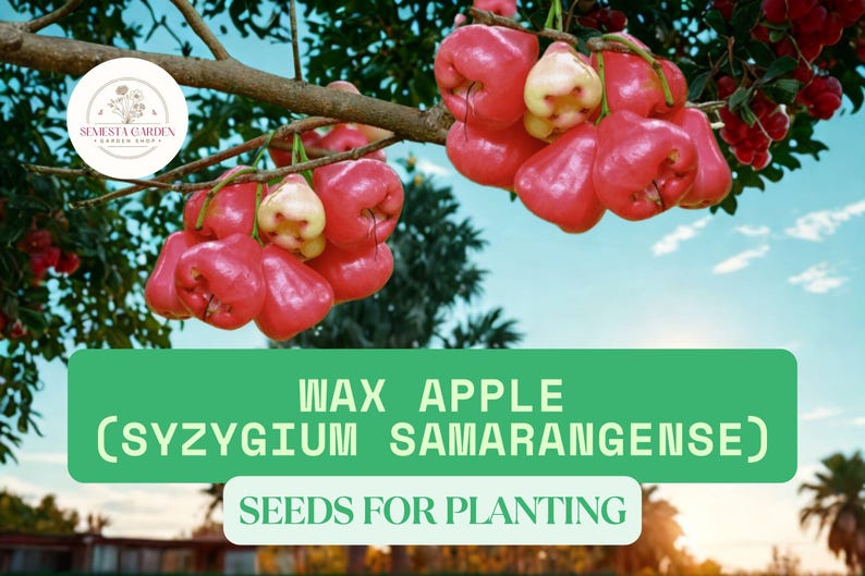 Puede incluir: Imagen de manzanas de cera, Syzygium samarangense, colgando de una rama de &aacute;rbol. Las frutas son de color rojo brillante con una base amarilla p&aacute;lida. La imagen incluye el texto "Wax Apple (Syzygium Samarangense) Seeds for Planting."