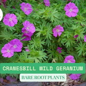 Cranesbill Wild Geranium Bare Roots | Organic Maculatum Bulbs Root Ready To Grow | Native Wildflower | Hardy Perennial | Pollinator