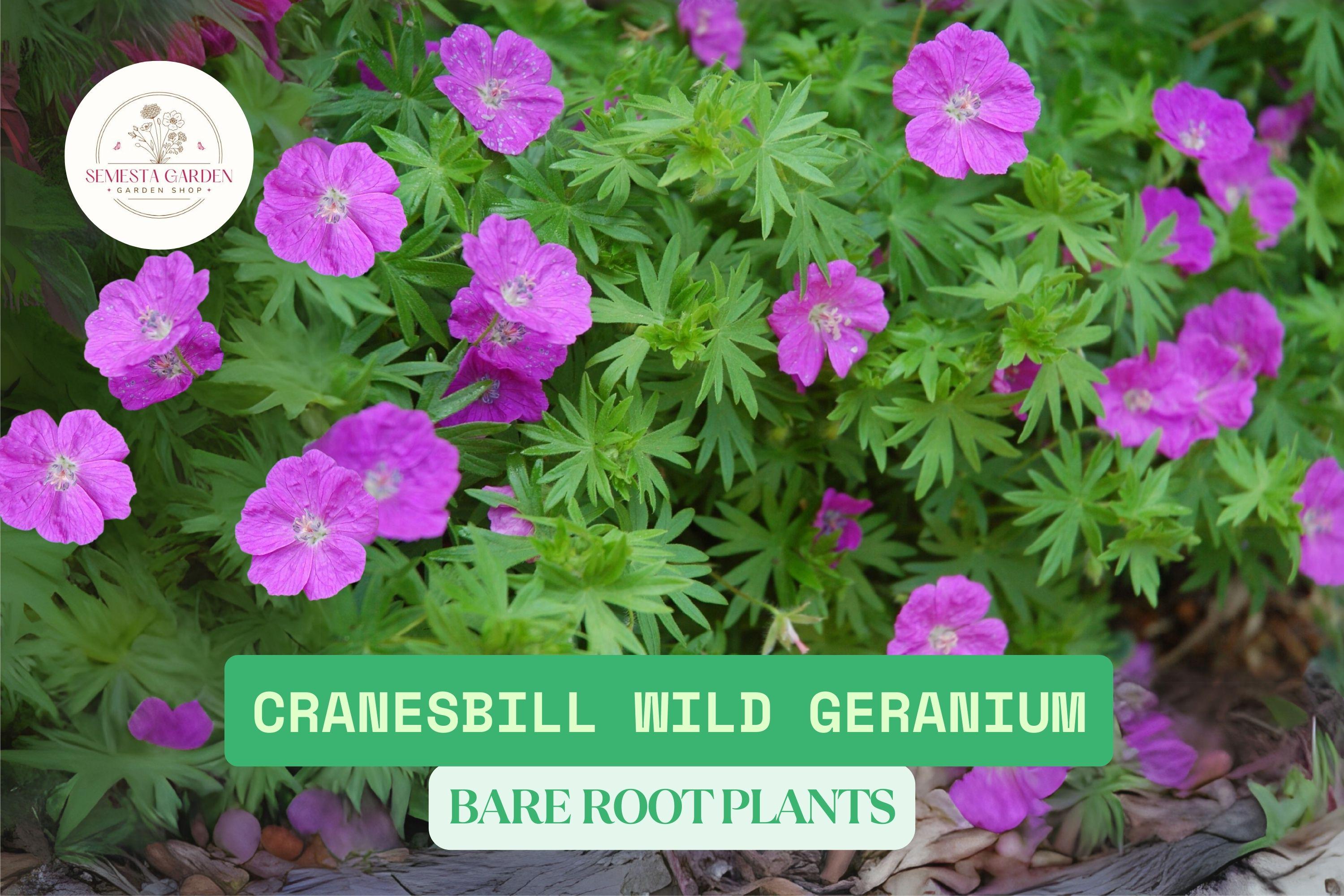 10 Semi Di Geranium Wilfordii – Cranesbill Perenne Per Balcone E Giardino