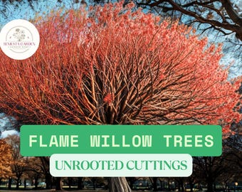8 Flame Willow Cuttings – Vibrant Orange & Red Bark, Unrooted Willow Tree Cuttings for Planting, Fast-Growing Ornamental