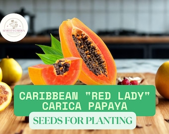Red Lady Papaya Seeds – 20 Caribbean Carica papaya Seeds for Planting – Tropical Fruit Tree Seeds