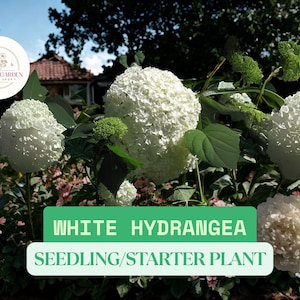 1 White Hydrangea Seedling for Planting – Live Shrub Starter – Elegant Summer Blooms – Shade-Tolerant Ornamental