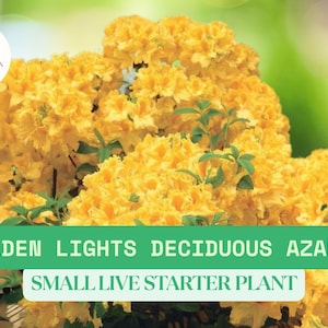 Golden Rhododendron 1 Golden Lights Azalea – Rhododendron Starter Plant 4–10