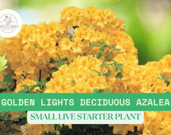 1 Golden Lights Azalea – Rhododendron Starter Plant 4–10" – Yellow Hardy Shrub – Well Rooted – Cold Climate Garden – Ships Bare Root