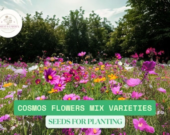 500mg Cosmos Flower Seeds Mix | 10 Colorful Varieties | Cosmos bipinnatus | Easy-to-Grow Annuals for Pollinator Gardens