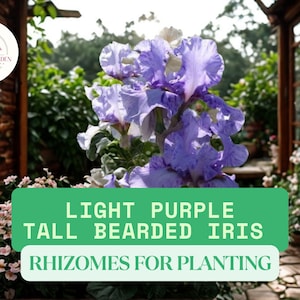 Blue Flag Iris Bare Root Plant – Iris versicolor Rain Gardens Pond Edges (No NY Shipping)
