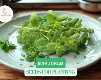 100mg Marjoram Seeds | Origanum majorana | Heirloom Culinary Herb Seeds for Planting | Aromatic Garden Herbs