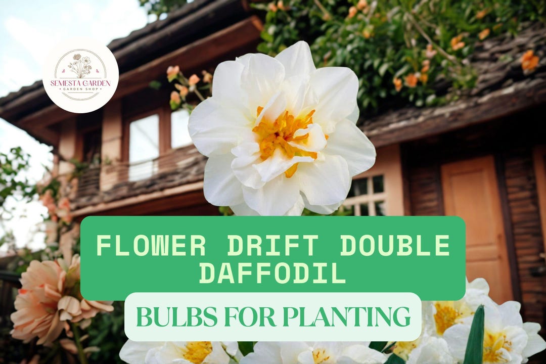 10 Flower Drift Double Daffodil Bulbs for Planting – Double Bloom ...