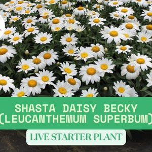 1 Live Shasta Daisy ‘Becky’ Starter Plant in 3.5&quot; Pot – Leucanthemum superbum – Hardy Perennial – White Summer Blooms, Ships Bare Root