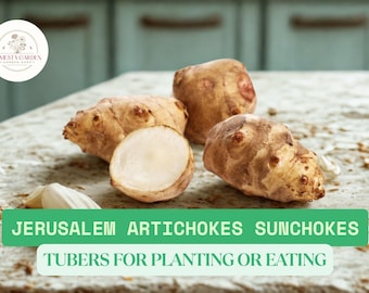Jerusalem Artichokes Sunchokes – 10 Fresh Tubers for Planting or Eating – Helianthus tuberosus
