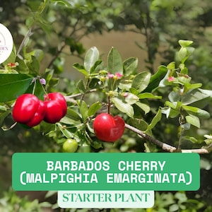 1 Barbados Cherry Small Live Starter Plant (3-6&quot; Tall Plug) – Malpighia emarginata | Tropical Edible Fruit, Sweet Acerola Cherry Plant