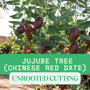 May include: Image of a jujube tree with ripe, reddish-brown fruit hanging from green branches. The text on a green banner reads "JUJUBE TREE (CHINESE RED DATE) UNROOTED CUTTING". The Semesta Garden logo is in the upper left corner.