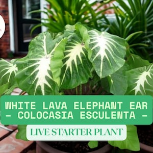 May include: A close-up of a White Lava Elephant Ear plant, Colocasia Esculenta, with large green leaves and white veining. The plant is in a brown pot. Text on a green banner reads "White Lava Elephant Ear - Colocasia Esculenta - Live Starter Plant."