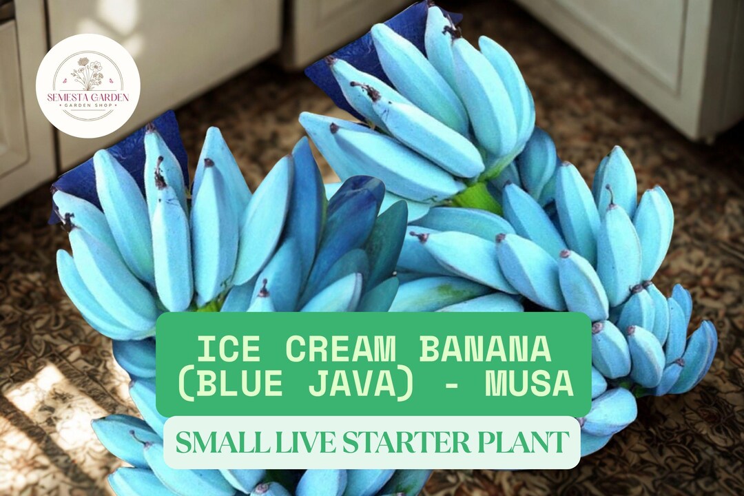 Ice Cream Banana Starter Plant - Blue Java Musa | 3–8” Tall Live