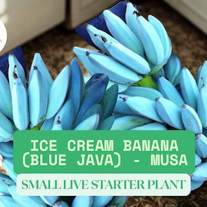 May include: Clusters of blue Ice Cream bananas, also known as Blue Java bananas, are displayed. The image includes text that reads "Ice Cream Banana (Blue Java) - Musa Small Live Starter Plant."