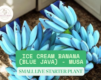 Ice Cream Banana Starter Plant - Blue Java Musa | 3–8” Tall Live Plant | Rare Tropical Fruit Tree for Planting | Cold Tolerant Banana