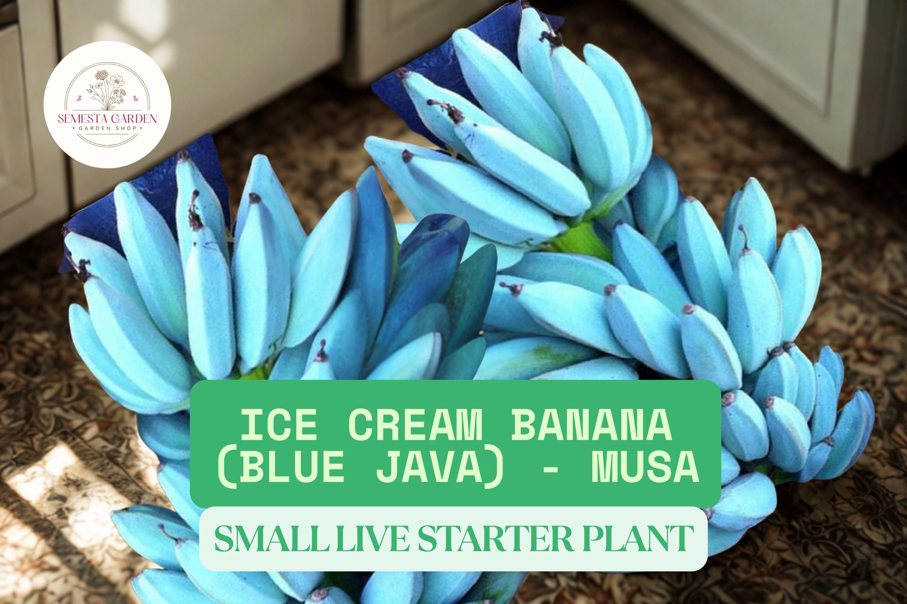 Ice Cream Banana Starter Plant - Blue Java Musa | 3–8” Tall Live