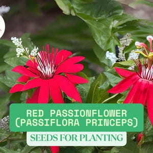 K&ouml;nnte beinhalten: Nahaufnahme von leuchtend roten Passionsblumen mit komplizierten Bl&uuml;tenblattstrukturen und wei&szlig;en und gelben Staubgef&auml;&szlig;en, umgeben von &uuml;ppigem gr&uuml;nem Laub. Der Text "RED PASSIONFLOWER (PASSIFLORA PRINCEPS) SEEDS FOR PLANTING" ist sichtbar.