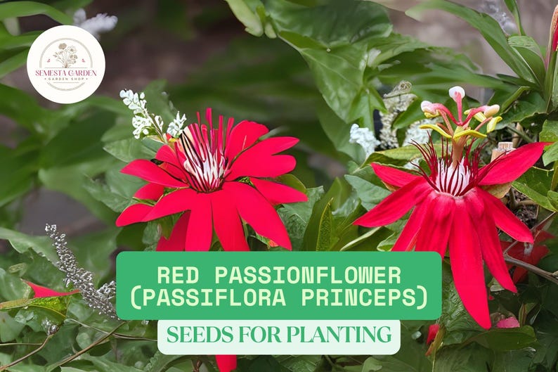 K&ouml;nnte beinhalten: Nahaufnahme von leuchtend roten Passionsblumen mit komplizierten Bl&uuml;tenblattstrukturen und wei&szlig;en und gelben Staubgef&auml;&szlig;en, umgeben von &uuml;ppigem gr&uuml;nem Laub. Der Text "RED PASSIONFLOWER (PASSIFLORA PRINCEPS) SEEDS FOR PLANTING" ist sichtbar.
