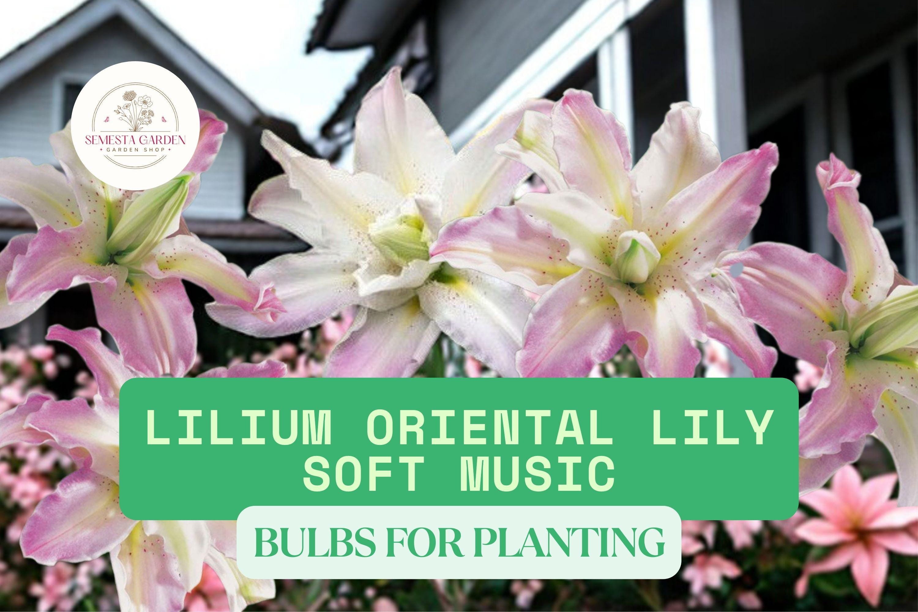Soft Music Oriental Lily Bulbs – 3 Lilium Flower Bulbs for Planting ...