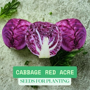 1g Cabbage Red Acre Seeds – Heirloom Red Cabbage, Compact Heads, Crisp & Sweet, Easy to Grow, NON-GMO Vegetable Seeds