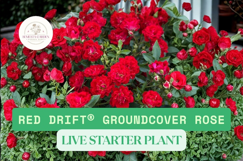 Red Ribbon Ground Cover Roses 1 Red Drift Groundcover Rose – Live Rosa Plant (1 QT) Bare Root ...