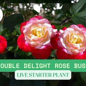 1 Double Delight Rose Bush Live Starter Plant in 2 Inch Pot – Fragrant Bicolor Rose – Garden Hybrid Tea Rose