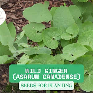 100mg Wild Ginger Seeds | Asarum canadense | Native Shade Ground Cover | Woodland Garden Perennial Herbs