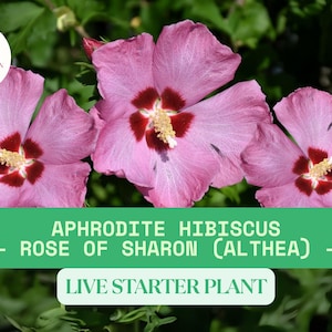 50 Rose of Sharon &#39;Aphrodite Althea&#39; Seeds for Planting – Pink Hibiscus syriacus – Hardy Shrub Seeds for Flowering Hedge or Garden