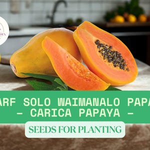20 Dwarf Solo Waimanalo Papaya Seeds – Carica Papaya – Fast-Growing Tropical Fruit Tree – Indoor or Outdoor Growing