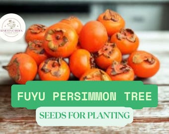 6 Fuyu Persimmon Seeds for Planting – Sweet Asian Persimmon Tree, Non-GMO Garden Fruit