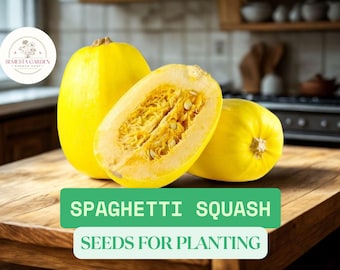 Yellow Spaghetti Squash Seeds, Noodle Squash Garden Seeds, Non GMO Heirloom  Open Pollinated - Etsy