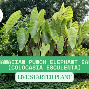 Hawaiian Punch Elephant Ear – Live Colocasia Plant – 3–8” Tall – Bright Red Stems – Tropical Foliage – Ships Bare Root