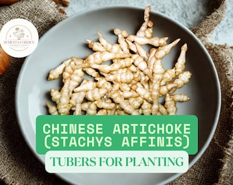 Chinese Artichoke Tubers (Crosne) | Stachys affinis | 3 Tubers for Planting | Rare Edible Root