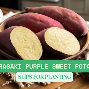 3 Murasaki Purple Sweet Potato Slips Ready To Plant – Japanese Heirloom Variety – Grow White-Flesh Sweet Potatoes – Garden Planting