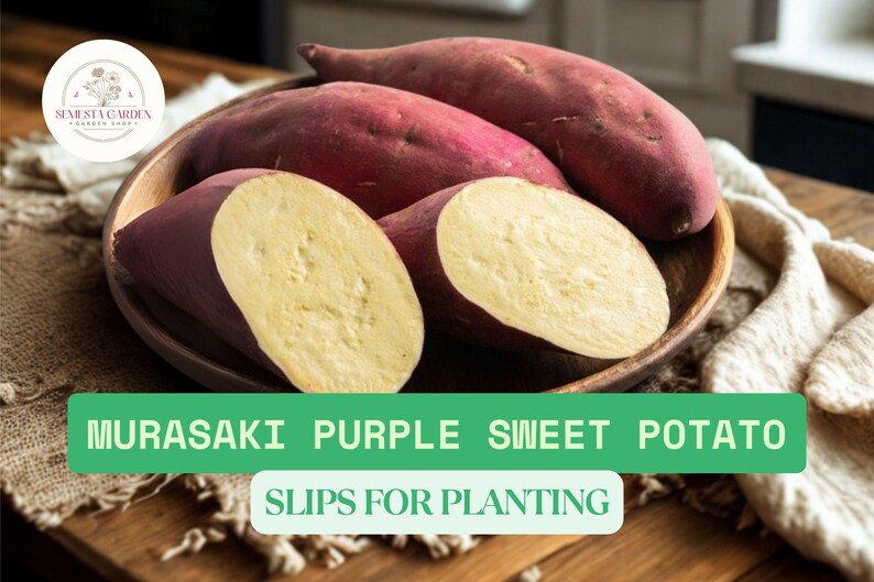 SemestaGarden Murasaki Sweet Potato Slips - Thumbnail 3