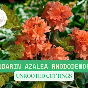 Mandarin Azalea Rhododendron – 1 Live Starter Plant Approx. 4–10&quot; Tall – Bare Root Shrub – Vibrant Orange Blooms