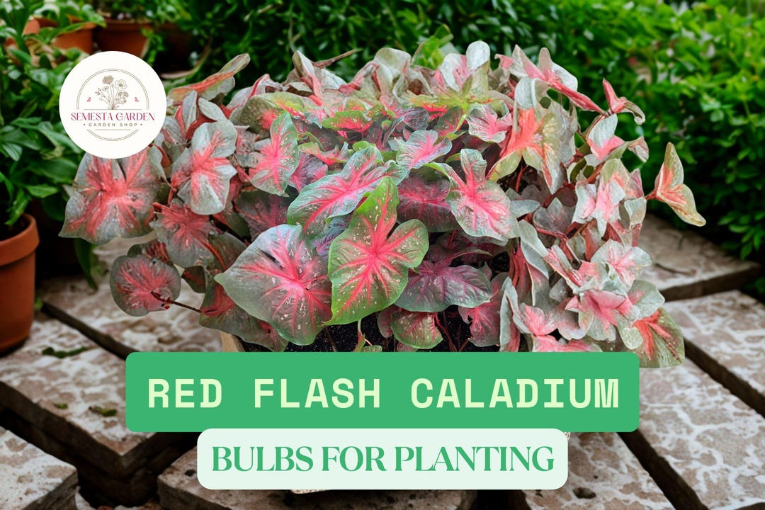 Red Flash Caladium Bulbs – 5 Fancy Leaf Caladium Tubers – Easy to Grow ...