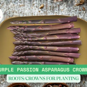 Purple Passion Asparagus Crowns | 2-Year Live Bare Root Plants | Asparagus officinalis | No Shipping to CA