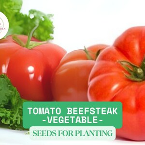 300mg Beefsteak Tomato Seeds for Planting | Heirloom Vegetable Seeds | Large Juicy Tomatoes for Garden or Patio Containers