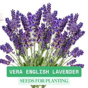 200 Vera English Lavender Seeds – NON-GMO, Heirloom – Fragrant Perennial Herb for Garden, Pollinators, and Landscaping