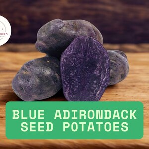 May include: A close-up of several blue Adirondack seed potatoes, one cut in half to reveal a vibrant purple interior. The potatoes rest on a wooden surface. The text "BLUE ADIRONDACK SEED POTATOES" is displayed on a green rectangle.