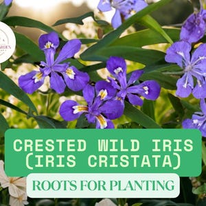 May include: Close-up of Crested Wild Iris (Iris Cristata) flowers with vibrant purple petals and yellow and white accents. The image includes green foliage and the text "Roots for Planting".