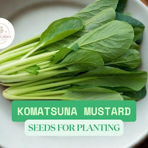 100 Komatsuna Mustard Seeds for Planting – Summer Fest Hybrid – Fast-Growing Japanese Leafy Green – Heat Tolerant Garden Vegetable