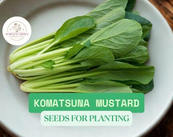100 Komatsuna Mustard Seeds for Planting – Summer Fest Hybrid – Fast-Growing Japanese Leafy Green – Heat Tolerant Garden Vegetable