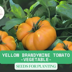May include: Yellow Brandywine tomato seeds for planting. The image shows three ripe yellow tomatoes on a green vine.